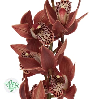 Cymbidium Mini Going West