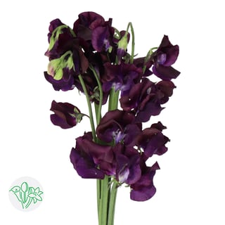 Lathyrus Sunshine Navy