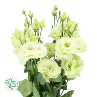 Lisianthus Double Alissa Green