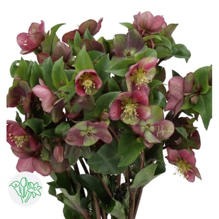 Helleborus Mammoth Pink