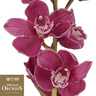 Cymbidium Charlotte (Grower Pack)