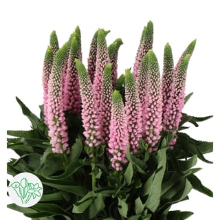 Veronica Smart Enjoyce