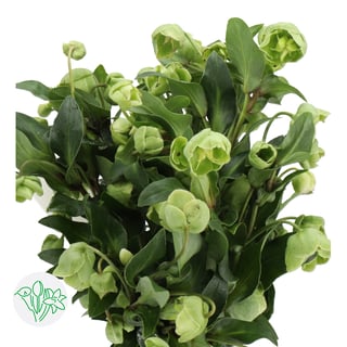 Helleborus Winterbells