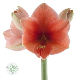 Amaryllis Desire