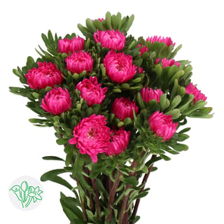 Callistephus Dark Pink