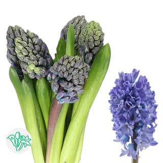 Hyacinthus Delft Blue