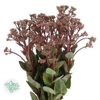 Sedum Matrona
