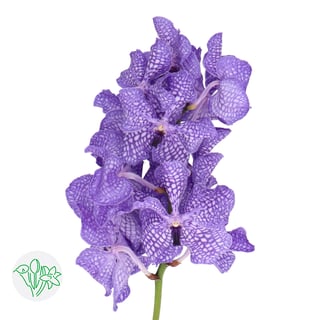 Vanda Kanchana Delft Blue