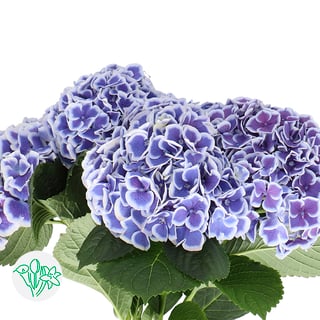 Hydrangea Beautensia Dali
