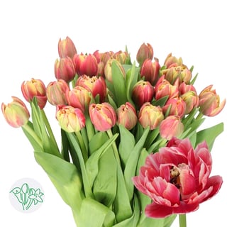 Tulip Double Columbus