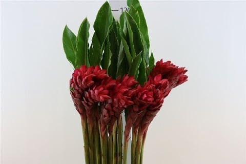 Alpinia Purpurata Red