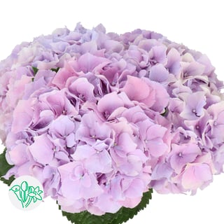 Hydrangea Royal Benefit