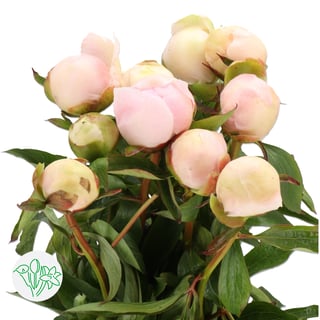 Paeonia Chiffon Parfait | Holex Flower