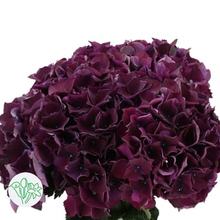 Hydrangea Magical Ruby Red-Purple