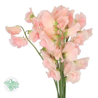 Lathyrus Champagne King