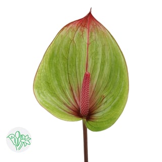 branching fiddle leaf fig Fiddle Leaf Fig Branches in Porcelain 48