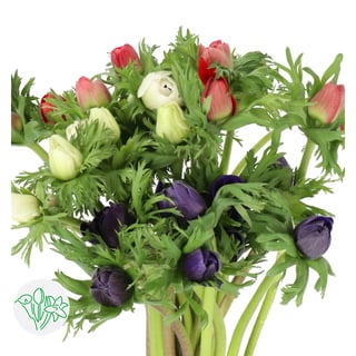Anemone Assorted