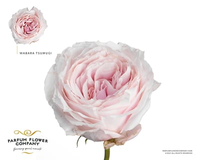 Rosa Garden Wabara Tsumugi