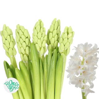 Hyacinthus Top White
