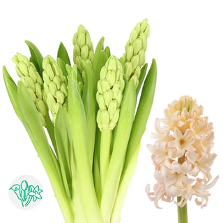 Hyacinthus Orange Lion