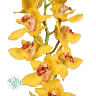 Cymbidium Nevada