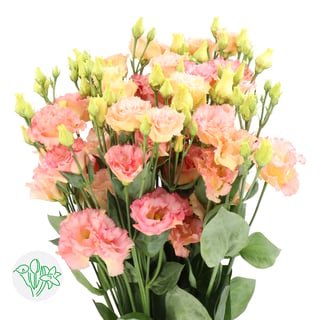 Lisianthus Double Alissa Champagne
