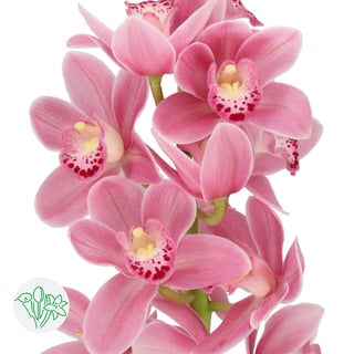 Cymbidium Mini Solo