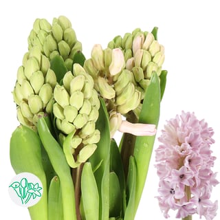 Hyacinthus Fondant
