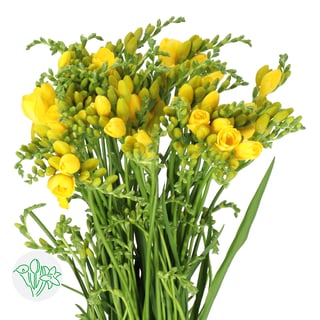 Freesia Serrada