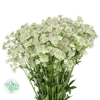 Astrantia Billion Stars XL