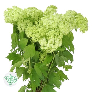 Viburnum Roseum