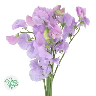 Lathyrus Winter Sunshine Lavender