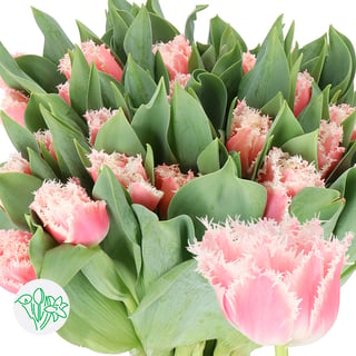 Tulip Frill Queensland