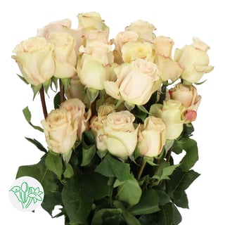Rosa Ecuador Quicksand