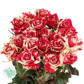 Rosa Harlequin