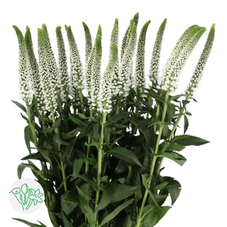 Veronica Smart Caya
