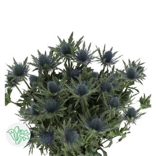 Eryngium Aquarius Qstar