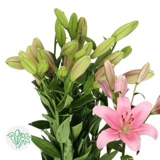 Lily La Brindisi