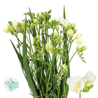 Freesia Double Versailles