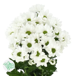 Chrysanth Spray Chic
