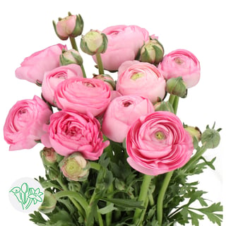 Ranunculus Aazur Light Pink | Holex Flower