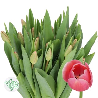 Tulip Carola