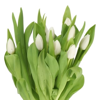 Tulip Royal Virgin