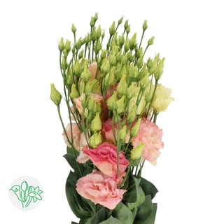 Lisianthus Double Alissa Champagne