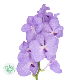 Vanda Angelite