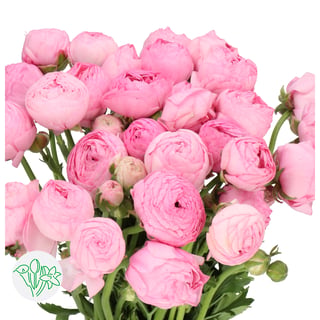 Ranunculus Aazur Light Pink | Holex Flower