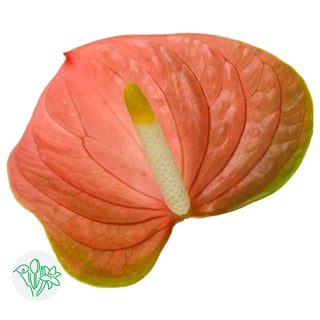 Anthurium | Holex Flower