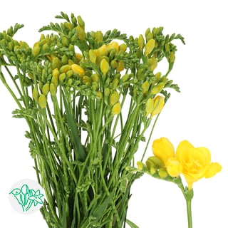 Freesia Double Soleil