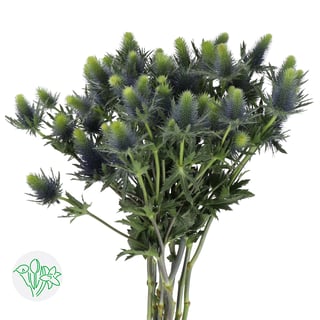 Eryngium Supernova