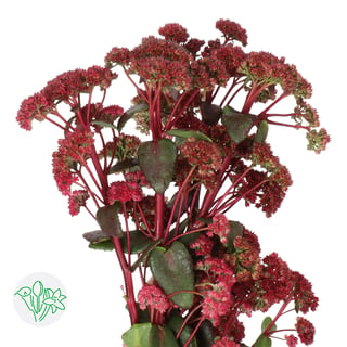 Sedum Magical Lizzy